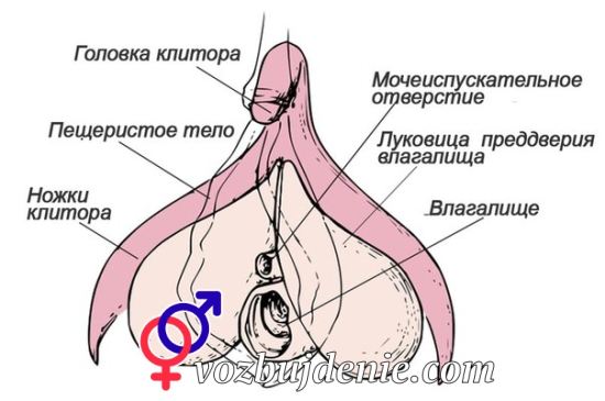 расположение клитора