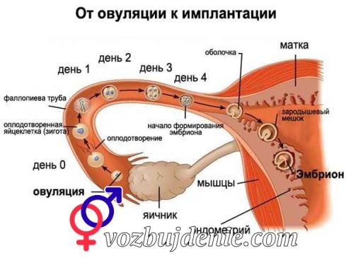 после зачатия можно заниматься сексом