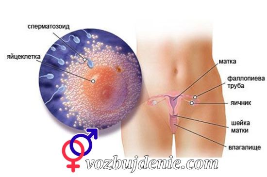 через сколько после секса происходит зачатие