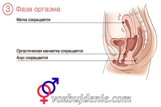 во время оргазма