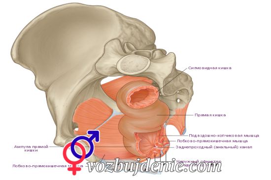 анатомия анального секса