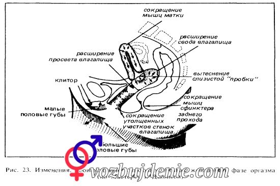 влагалище во время оргазма