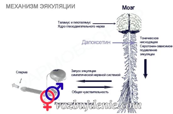 принцип действия препарата