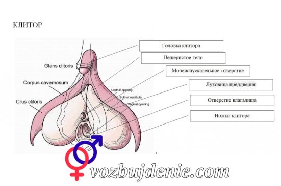 где найти клитор у женщины