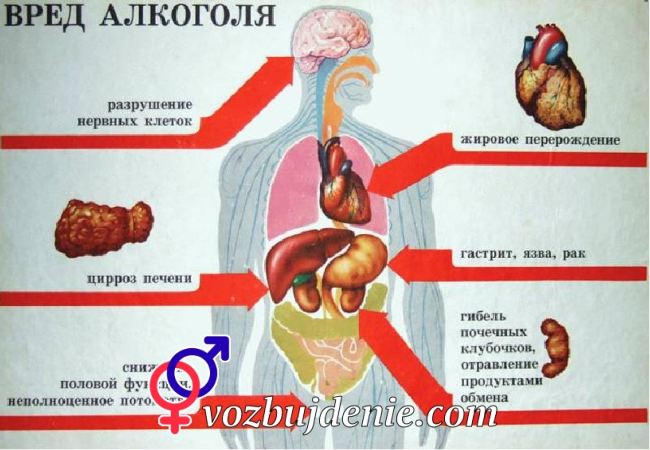 Вредное влияние алкоголя на организм человека